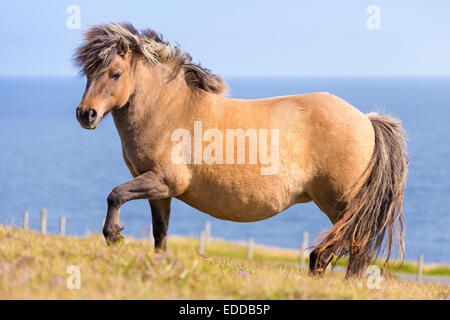 Unst Shetlands Weide Shetlandpony mollig Dun Stute zu Fuß Stockfoto