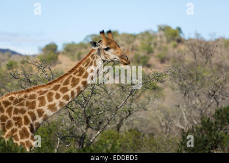 Afrikanische Giraffe Closeup im Busch Stockfoto
