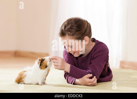 Abessinier Meerschweinchen Mädchen spielen Cavia Zimmer Deutschland Stockfoto