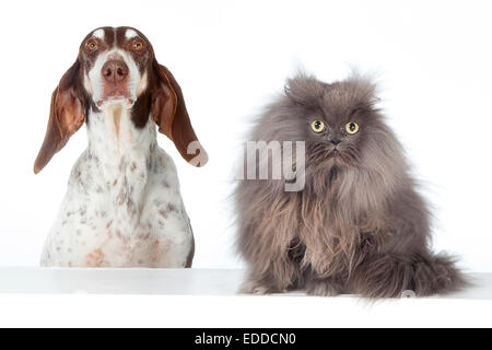 Graue Perserkatze Jagd Hund Studio Bild vor weißem Hintergrund Stockfoto