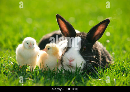 Netherland Dwarf Rabbit Erwachsenen grass Küken Deutschland Stockfoto