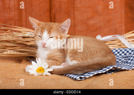 Hauskatze rot Tabby Kätzchen weiße Markierungen schlafen nächsten Blumen Weizen Deutschland Stockfoto