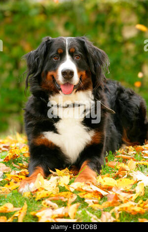Berner Sennenhund Erwachsenen liegenden Wiese Herbst Deutschland Stockfoto