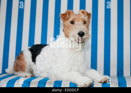 Erwachsenen Wire Fox Terrier Hund liegen Strand Stuhl Deutschland Stockfoto