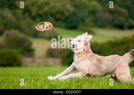 Mischlingshund Briard X? Erwachsener Hund spielen fliegende Scheibe Wiese Deutschland Stockfoto