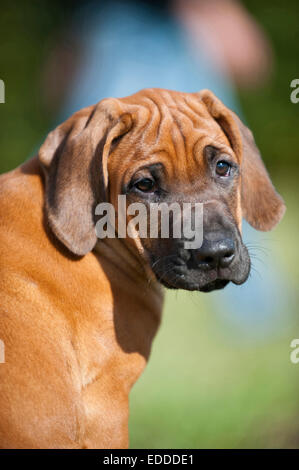 Porträt der Rhodesian Ridgeback Welpen Deutschland Stockfoto