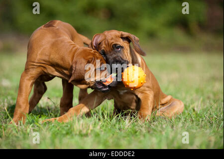 Rhodesian Ridgeback paar Welpen Wiese spielen Ball Deutschland Stockfoto