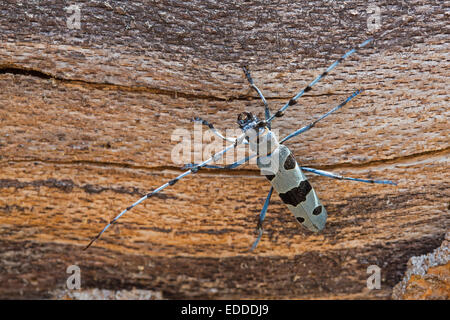 Rosalia Alpenbocks Rosalia Alpina) männlichen Holz Deutschland Stockfoto