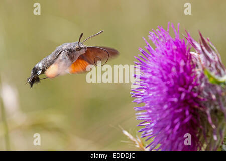Kolibri Hawkmoth Macroglossum Stellatarum nähert sich Flockenblume Centaurea SP. Blume-Deutschland Stockfoto