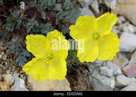 Rhätischen Alpen Mohn Papaver Alpinum Rhaeticum) zwei Blumen Österreich Stockfoto