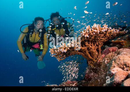 Taucher, die gerade eine Schule Zwerg Kehrmaschinen (beginnt Ransonneti), Palau Stockfoto