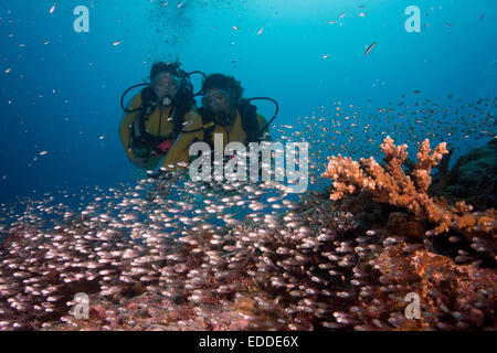 Taucher, die gerade eine Schule Zwerg Kehrmaschinen (beginnt Ransonneti), Palau Stockfoto