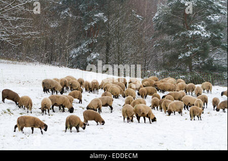 Schafe (Ovis Orientalis), Schafherde in den Schnee, Pfälzer Wald, Pfalz, Rheinland-Pfalz, Deutschland Stockfoto