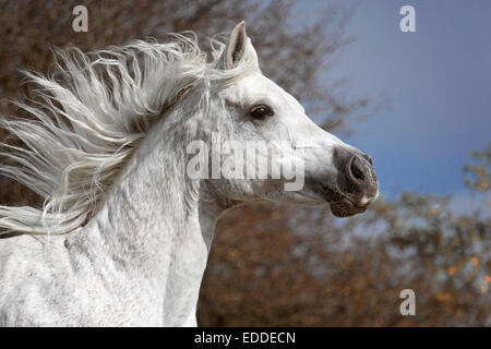 Kopfporträt, arabischen Vollblut Pferd, Stute, Galopp, North Rhine-Westphalia, Deutschland Stockfoto