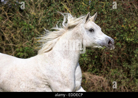 Arabische Vollblut Pferd im Galopp, Rasen in seine Schnauze, North Rhine-Westphalia, Deutschland Stockfoto