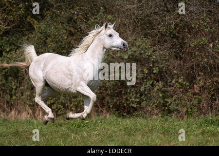 Arabische Vollblut Pferd im Galopp, Aussetzung Phase, North Rhine-Westphalia, Deutschland Stockfoto