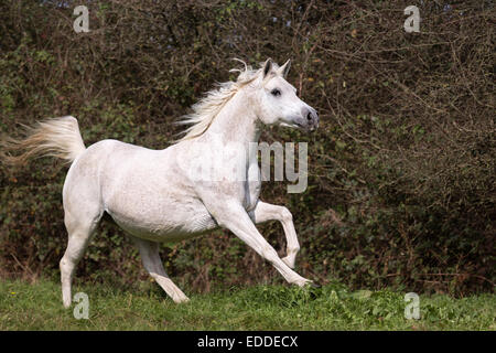 Arabische Vollblut Pferde, Galopp, Aussetzung Phase, North Rhine-Westphalia, Deutschland Stockfoto