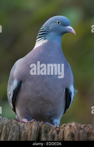 Ringeltaube (Columba Palumbus), Emsland, Niedersachsen, Deutschland Stockfoto