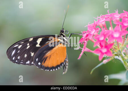 Tiger Longwing (Heliconius Aigeus), Gefangenschaft, Emsland, Niedersachsen, Deutschland Stockfoto