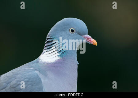 Ringeltaube (Columba Palumbus), Emsland, Niedersachsen, Deutschland Stockfoto