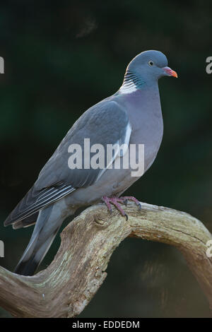 Ringeltaube (Columba Palumbus), Emsland, Niedersachsen, Deutschland Stockfoto