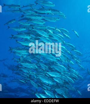 BigEye Trevally (Caranx Sexfasciatus), Schule von Makrelen, Palau Stockfoto