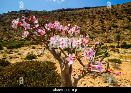 Wüste Rosenstrauch (Adenium Obesum) in voller Blüte, endemische Arten, Homhil Schutzgebiet, Insel Sokotra, Jemen Stockfoto