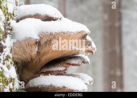 Verschneite Austernseitling (Pleurotus Ostreatus), Hessen, Deutschland Stockfoto