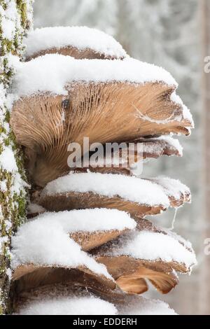 Verschneite Austernseitling (Pleurotus Ostreatus), Hessen, Deutschland Stockfoto