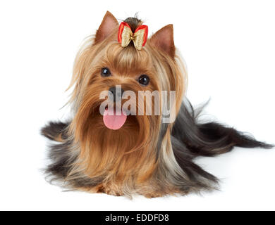 Yorkshire Terrier klebte Zunge. Isoliert auf weiss Stockfoto