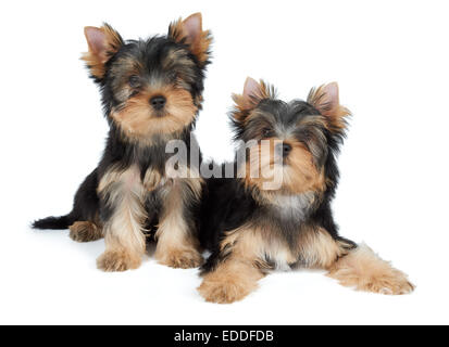 Zwei süße Yorkshire Terrier Welpen in weiß Stockfoto