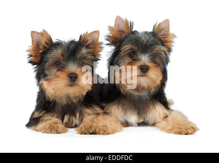 Zwei Yorkshire-Terrier Welpen auf weißem Hintergrund Stockfoto