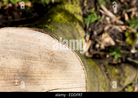 Haken Sie aus frisch geschnittenen Baum. mit kleinen Schärfentiefe Stockfoto
