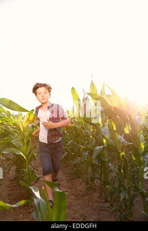 Kleiner Junge läuft durch Maisfeld bei Gegenlicht Stockfoto