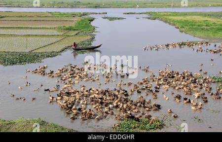 Der Bauer mit seinen Enten auf die backwaters von savar in Dhaka am 06. Januar 2015. Stockfoto