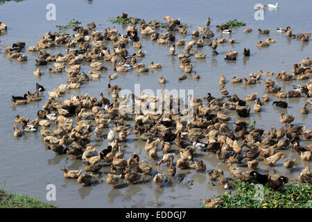 Ente Baden in einem Fluss in Dhaka am 06. Januar 2015. Stockfoto