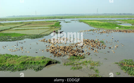 Der Bauer mit seinen Enten auf die backwaters von savar in Dhaka am 06. Januar 2015. Stockfoto