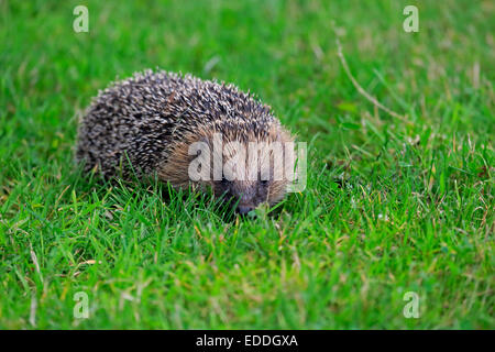 Igel (Erinaceus Europaeus), Erwachsene, Surrey, England, Vereinigtes Königreich Stockfoto