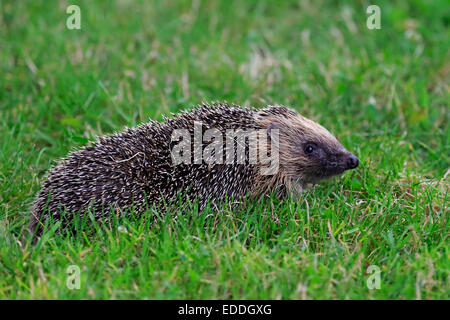 Igel (Erinaceus Europaeus), Erwachsene, Surrey, England, Vereinigtes Königreich Stockfoto