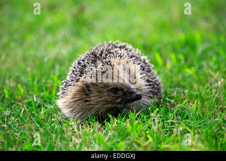 Igel (Erinaceus Europaeus), Erwachsene, Surrey, England, Vereinigtes Königreich Stockfoto