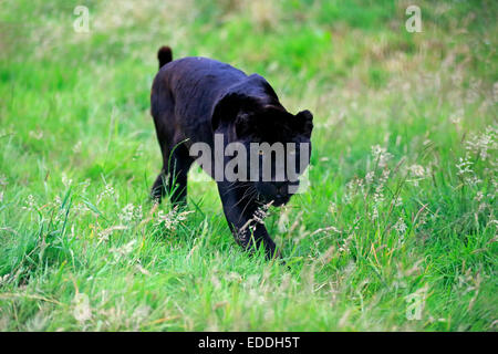 Jaguar, Black Panther (Panthera Onca), Erwachsener, stalking, stammt aus Südamerika, Gefangenschaft, England, Vereinigtes Königreich Stockfoto