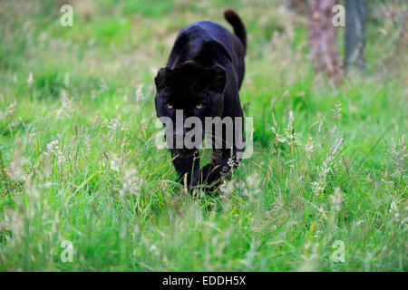 Jaguar, Black Panther (Panthera Onca), Erwachsener, stalking, stammt aus Südamerika, Gefangenschaft, England, Vereinigtes Königreich Stockfoto