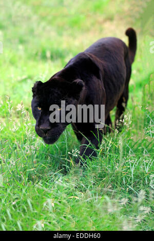 Jaguar, Black Panther (Panthera Onca), Erwachsener, stalking, stammt aus Südamerika, Gefangenschaft, England, Vereinigtes Königreich Stockfoto