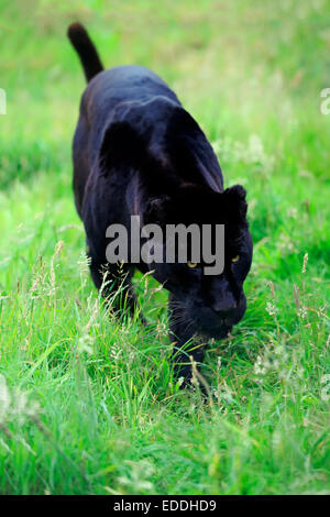 Jaguar, Black Panther (Panthera Onca), Erwachsener, stalking, stammt aus Südamerika, Gefangenschaft, England, Vereinigtes Königreich Stockfoto