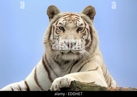 Bengal-Tiger (Panthera Tigris Tigris), weiße Form, Erwachsener, gebürtig in Asien, Gefangenschaft, England, Vereinigtes Königreich Stockfoto