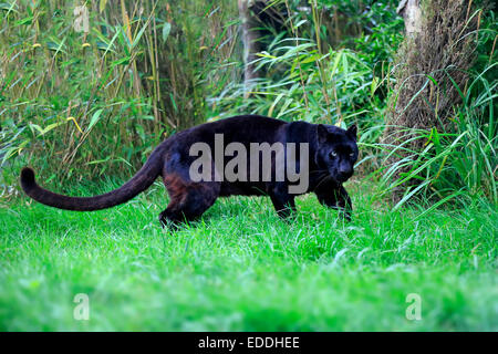 Leopard, Black Panther (Panthera Pardus), Erwachsener, stalking, stammt aus Afrika, Gefangenschaft, England, Vereinigtes Königreich Stockfoto