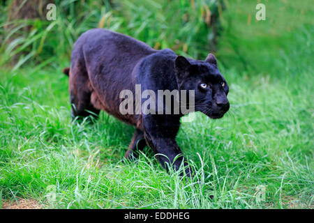 Leopard, Black Panther (Panthera Pardus), Erwachsener, stalking, stammt aus Afrika, Gefangenschaft, England, Vereinigtes Königreich Stockfoto