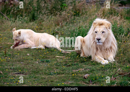 Löwen (Panthera Leo), adult paar, weiße Löwen, Farbe Mutation, weibliche Fütterung, stammt aus Afrika, Gefangenschaft, England Stockfoto