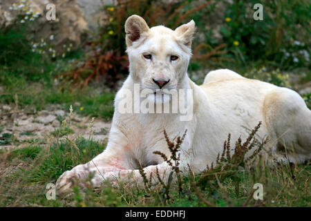 Löwe (Panthera Leo), stammt aus Afrika, gefangen, weißer Löwe, Löwin, Erwachsenen weiblichen, England, Vereinigtes Königreich Stockfoto