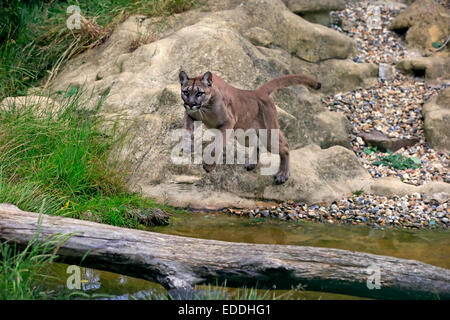 Puma, Puma oder Berglöwe (Felis Concolor), Erwachsene, springen über Wasser, ursprünglich aus Amerika, Gefangenschaft, England, Vereinigtes Königreich Stockfoto